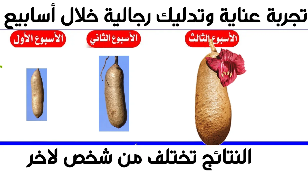 نتائج الخام الجيجلي