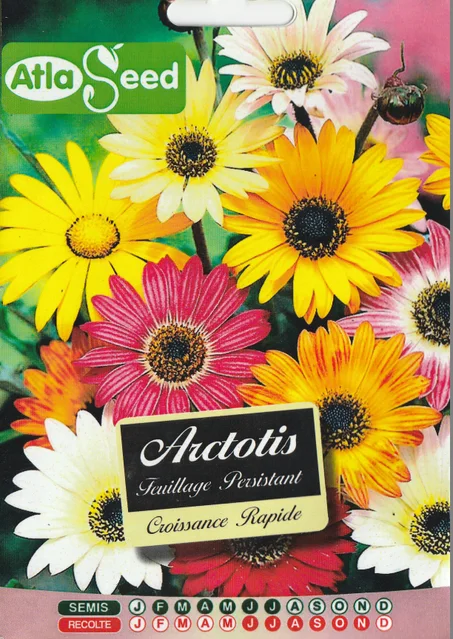 grains de fleur arctotis livraison gratuite partout au maroc + paiment a la livraison