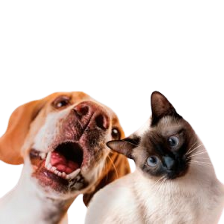 منتجات الحيوانات الأليفة