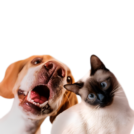 منتجات الحيوانات الأليفة