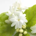 Jasmin Jasminum Grandiflorum (Oleaceae)
