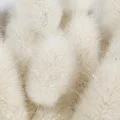 Musc Moschus Moschiferus