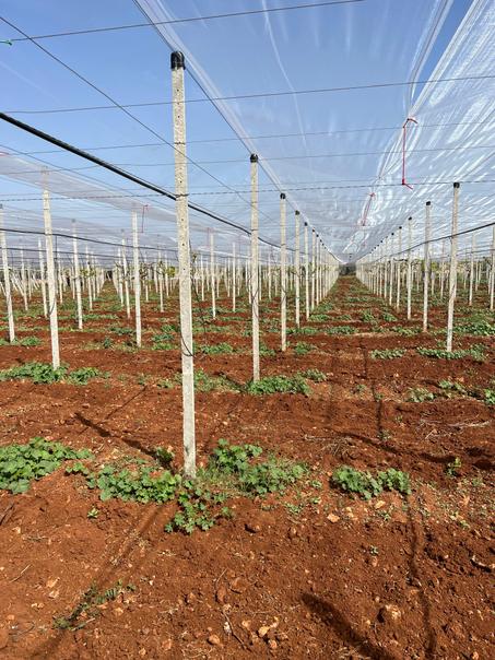 Les filets anti grêle