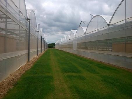 Serres Multichappels