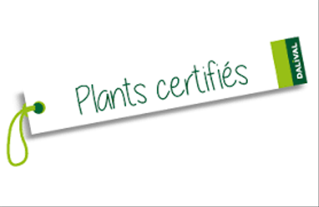 plante certifiées