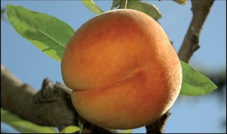 Abricot