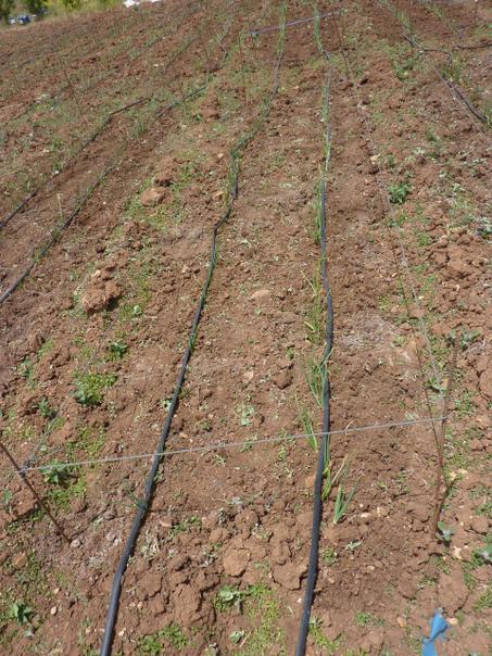 Installation du Système de Goutte-à-Goutte