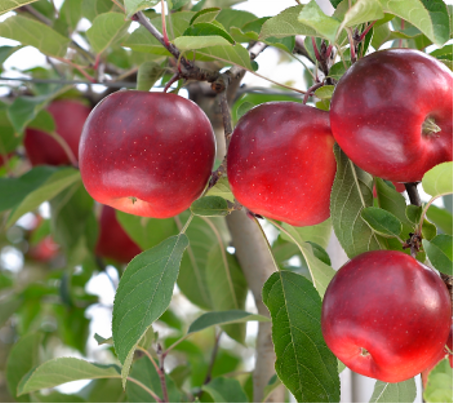 STORY® INORED C.O.V.