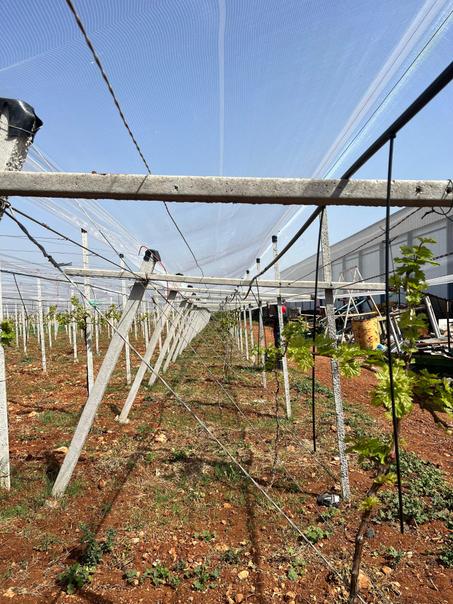 Filets en Structure Pergola