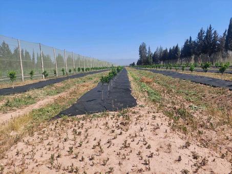 Couvre-sol biodégradable