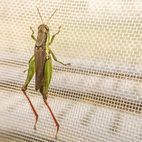 Filet Anti-Insectes – Agro Styles Vert