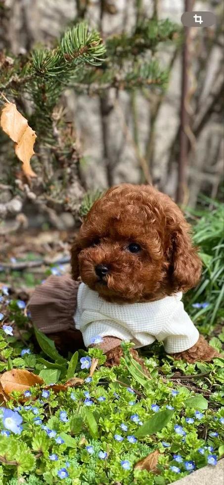 Caniche Origen Asiático Toy