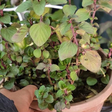 نباتات داخلية