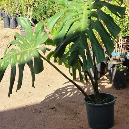 نباتات خارجية