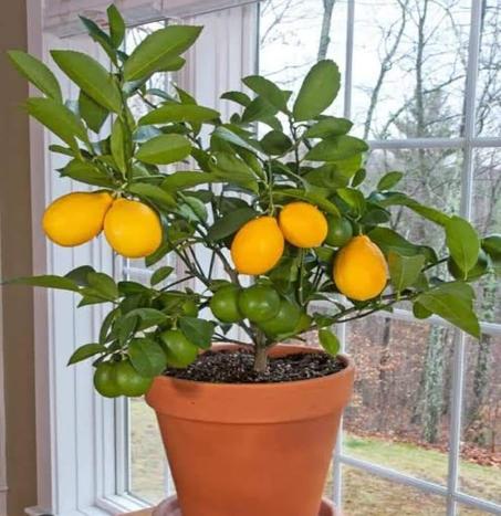 شجيرات قزمية