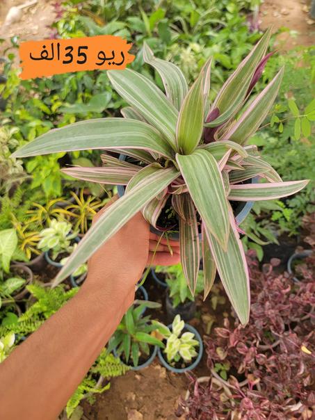 الريو ( نبات داخلي)