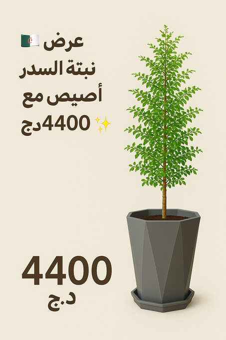 نبتة سدر أصلية في اصيص انيق