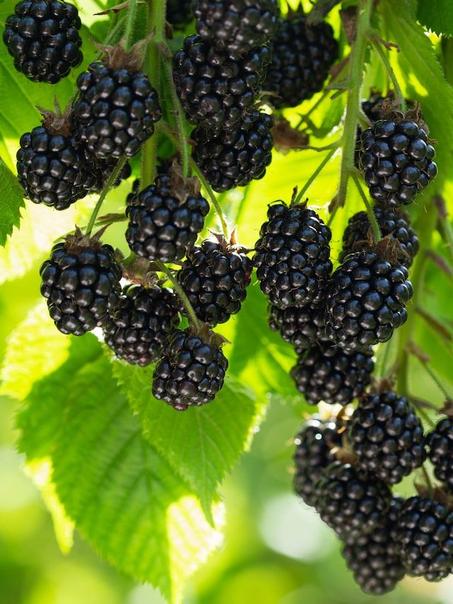 التوت الأسود بلاك بيري