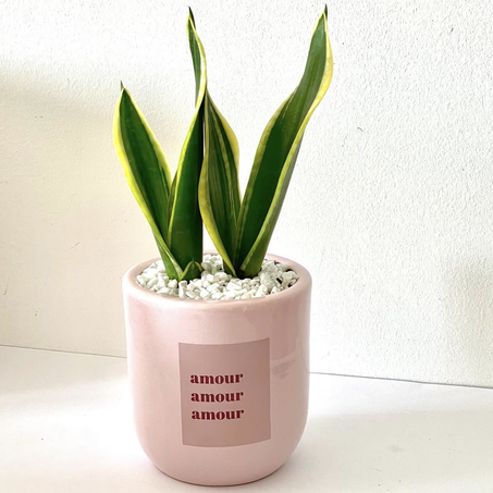 Pots Vides Personnalisés - Disponibles en Beige