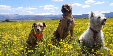 الحيوانات الأليفة