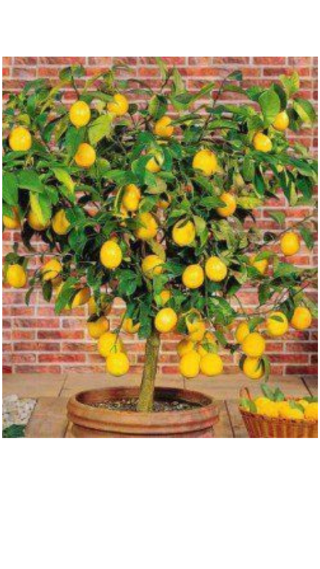 الليمون القزمي