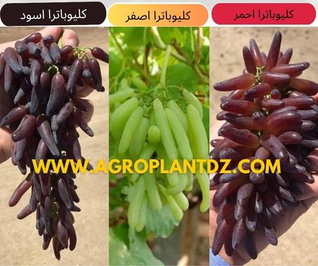 عنب كليوباترا اسود و اصفر و احمر