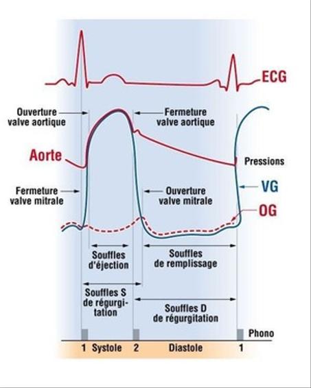 Biophysique (2)