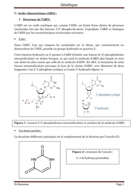 Structure de l'ARN