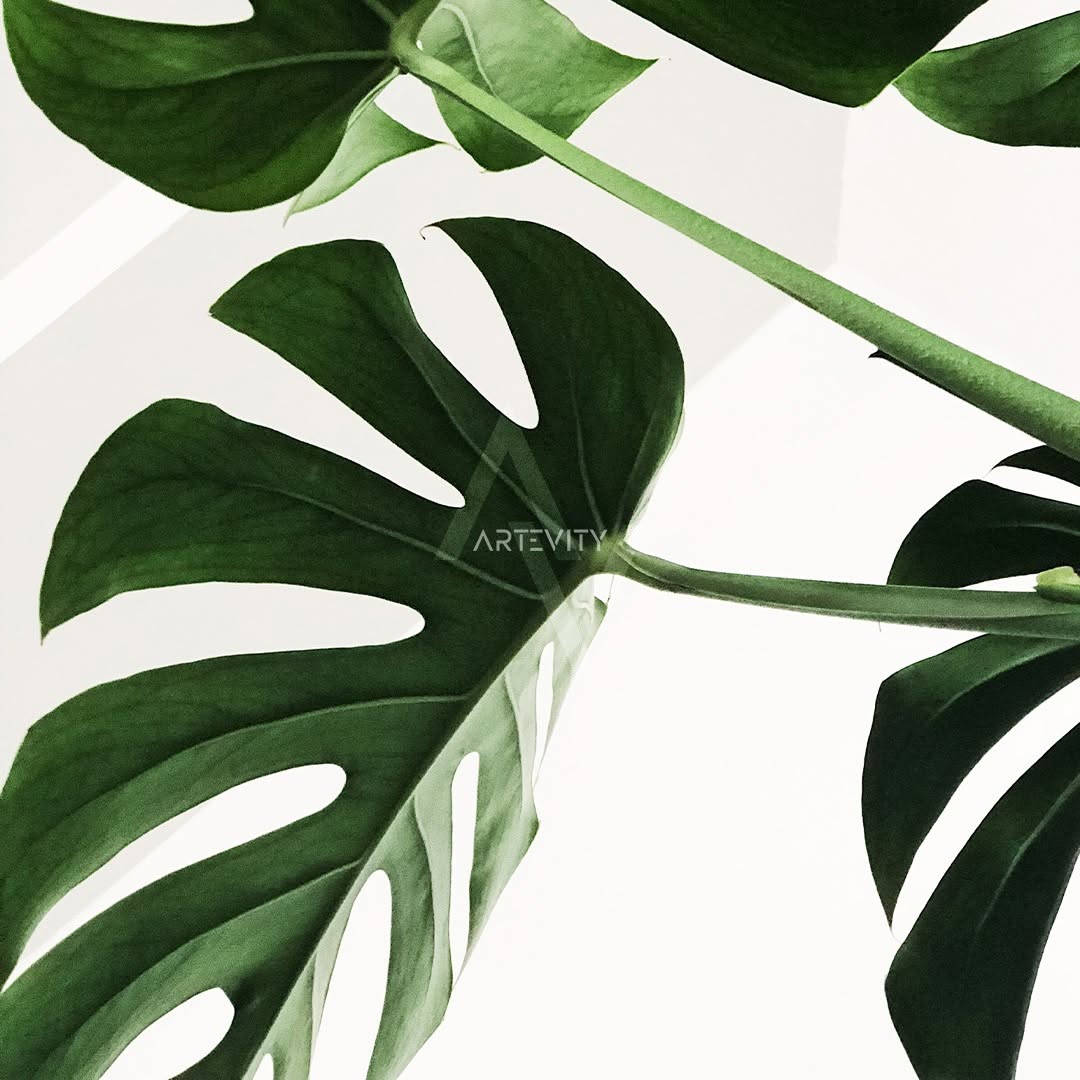 PLANTS - لوحتين بثمن جد مناسب