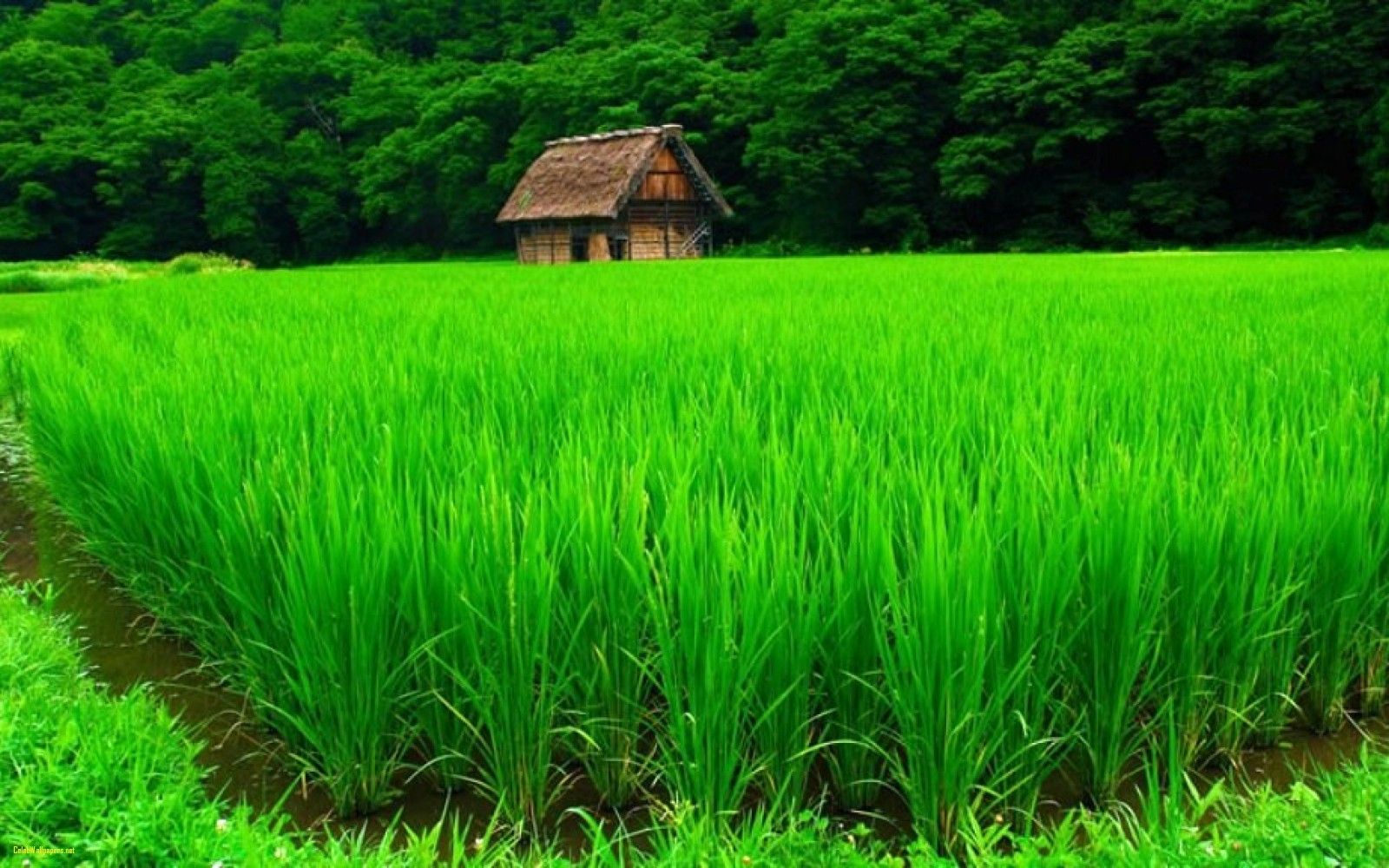 slider-image