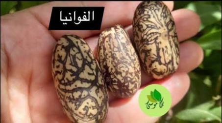 بذور الفوانيا - نبتة الجمال والفوائد الصحية