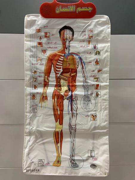 لعبة جسم الانسان
