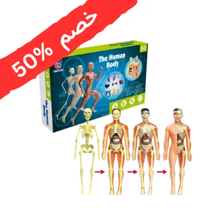 مجسم جسم الإنسان التعليمي للأطفال