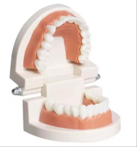 GULPOOE 1Pcs Dents Modèles d’enseignement dentaire Études orthodontiques amovibles Modèles d’implants dentaires Matériau dentaire Jouets médicau