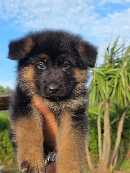 Chiot berger allemand à vendre au Maroc | elevage du parc l'hermitage  Casablanca