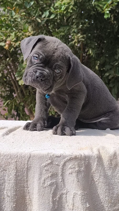 Chiot cane corso à vendre au Maroc | elevage du parc l'hermitage Casablanca