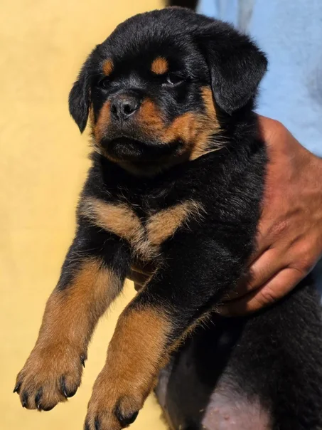 Chiot rottweiler à vendre au Maroc |  elevage du parc l'hermitage Casablanca
