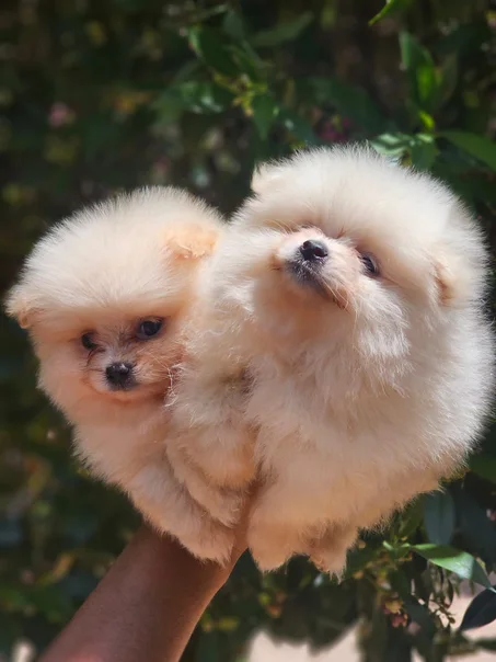 Chiot spitz nain à vendre au Maroc | elevage du parc l'hermitage Casablanca