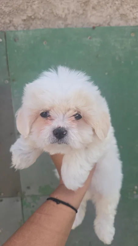 Chiot bichon à vendre au Maroc | elevage du parc l'hermitage Casablanca
