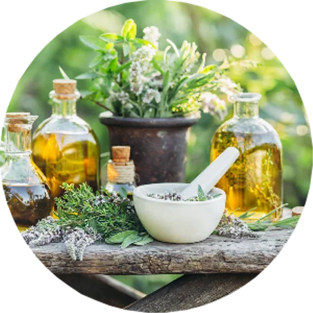 Plantes | Herbes médicinales