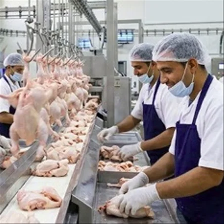 خطة بطاقة تعريف لشركة دواجن