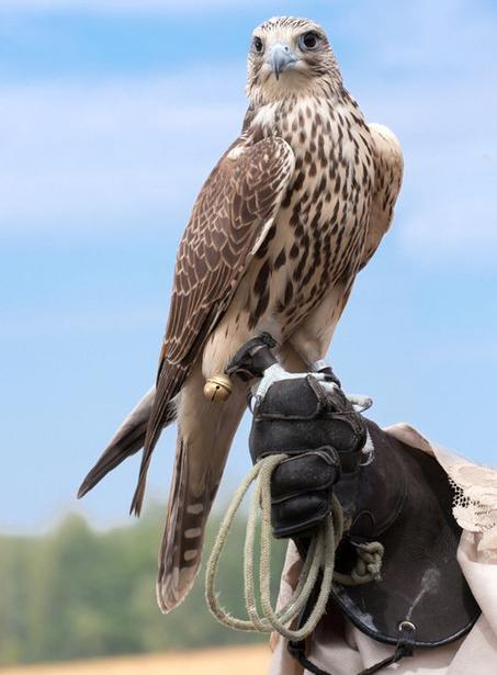 جرس دهبي للصقر:  مصنوع بحب، توفر الأداء والجمال لكل صقار