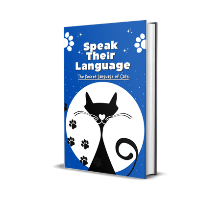 Purrfect Companionship: Cat Care and Communication