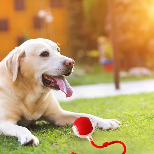 🐾 كرة لعب تفاعلية للقطط - المتعة والحركة لقطتك طوال اليوم!
