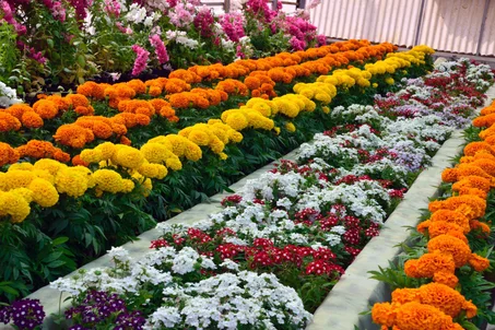 حوليات شتوية