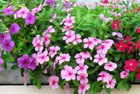 زهور الحديقة