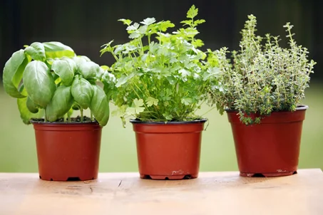 نباتات عطرية