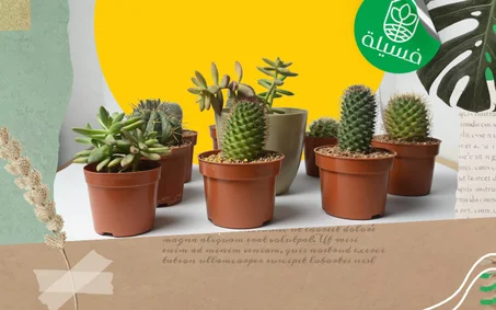 صبارات الزينة