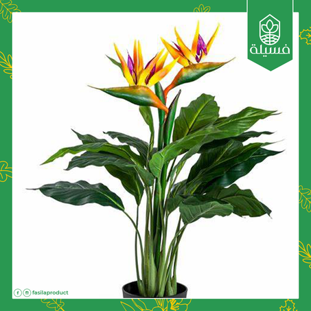 عصفور الجنة