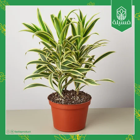 دراسينا منعكسة